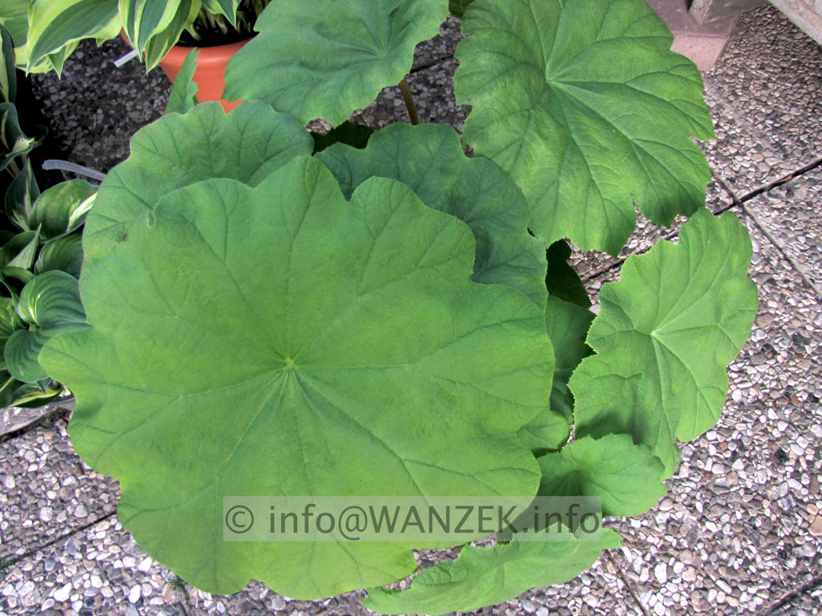 Rodgersia tabularis 01 Blatt.JPG